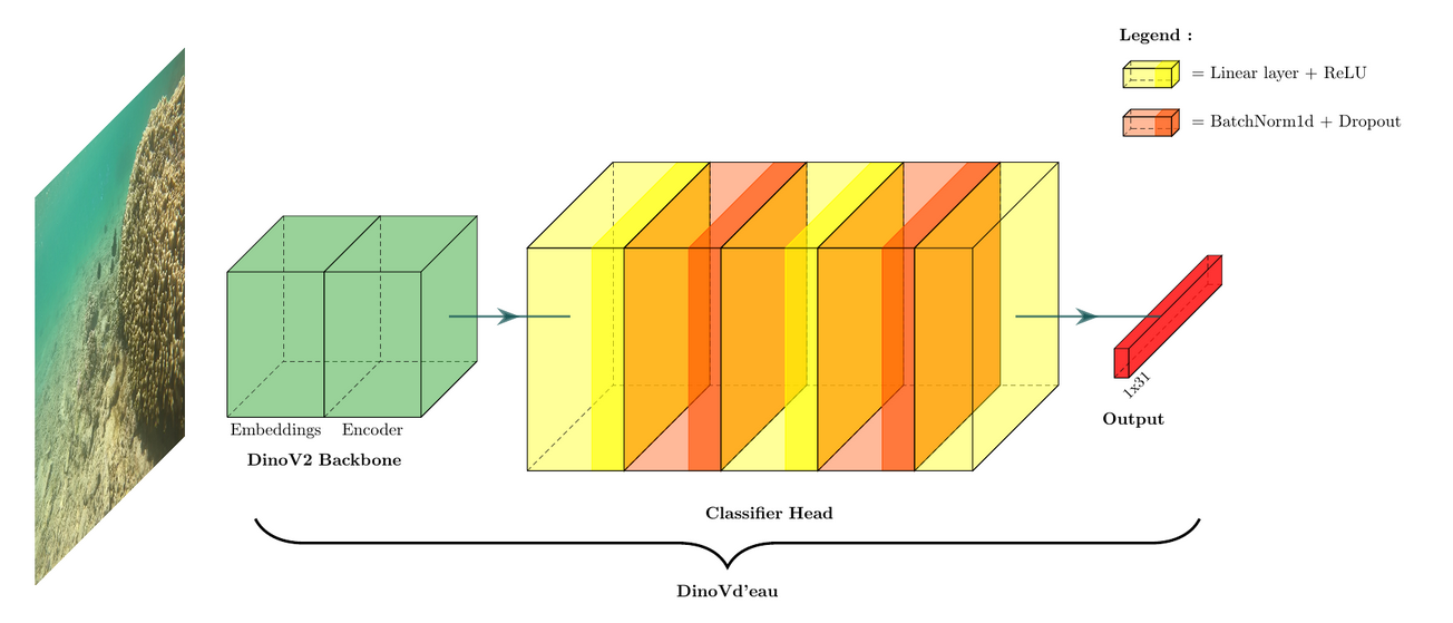 Architecture du modèle DinoVdeau